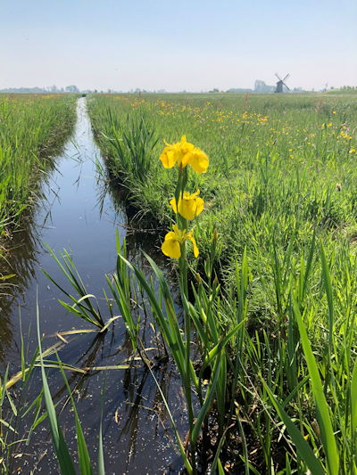 Bloemen